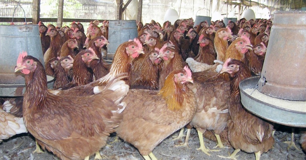 MENGATUR PRODUKSI TELUR TETAP&nbsp;SUBUR