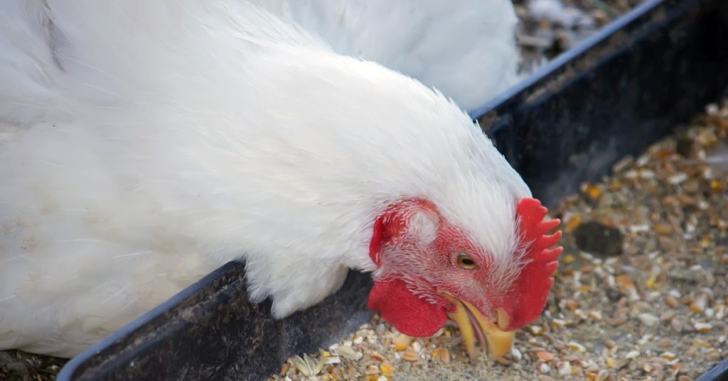 PAKAN FERMENTASI UNTUK&nbsp;UNGGAS