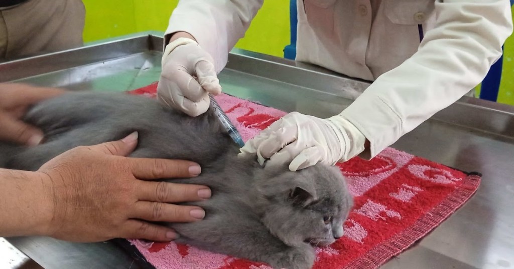 DINAS PETERNAKAN TIMOR TENGAH UTARA KEMBALI LAKUKAN VAKSINASI&nbsp;RABIES