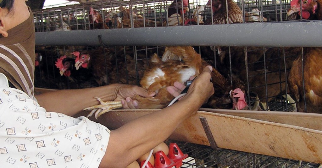 MEMPERSIAPKAN AYAM PETELUR TETAP&nbsp;PRIMA