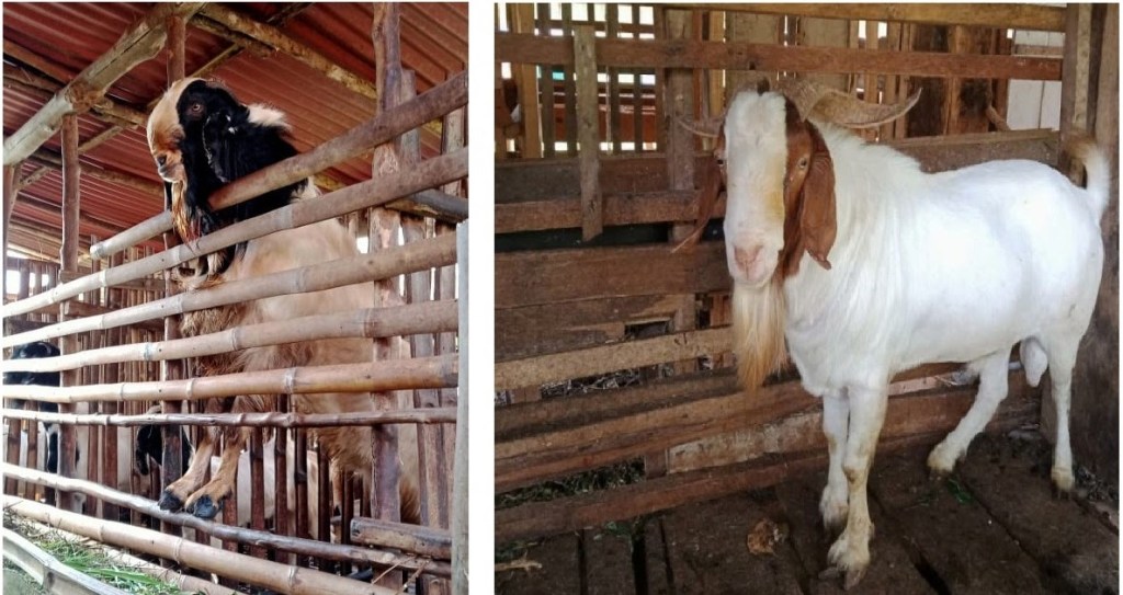 PERSILANGAN BOER-JAWARANDU JADI PILIHAN PETERNAK DI&nbsp;LAMPUNG