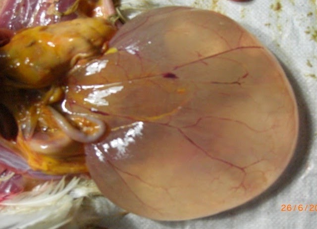 CENGKRAMAN IB DI&nbsp;PERUNGGASAN