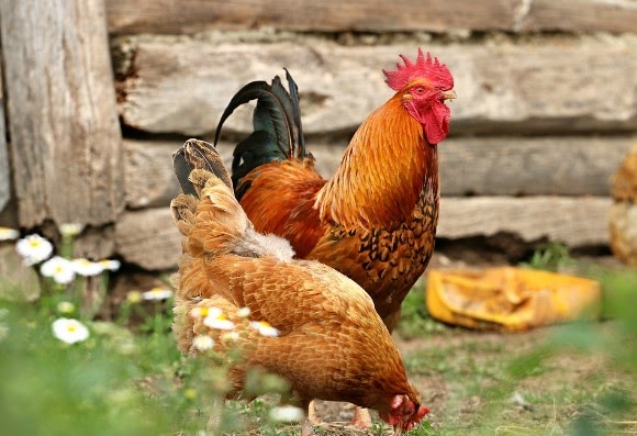 KENAPA AYAM KANIBAL DAN CARA&nbsp;MENGATASINYA