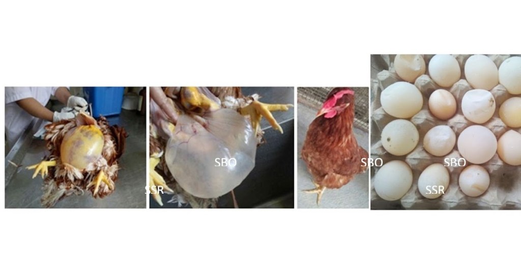 INFECTIOUS BRONCHITIS, PENYAKIT UNGGAS YANG MASIH MENJADI ANCAMAN DI&nbsp;PETERNAKAN