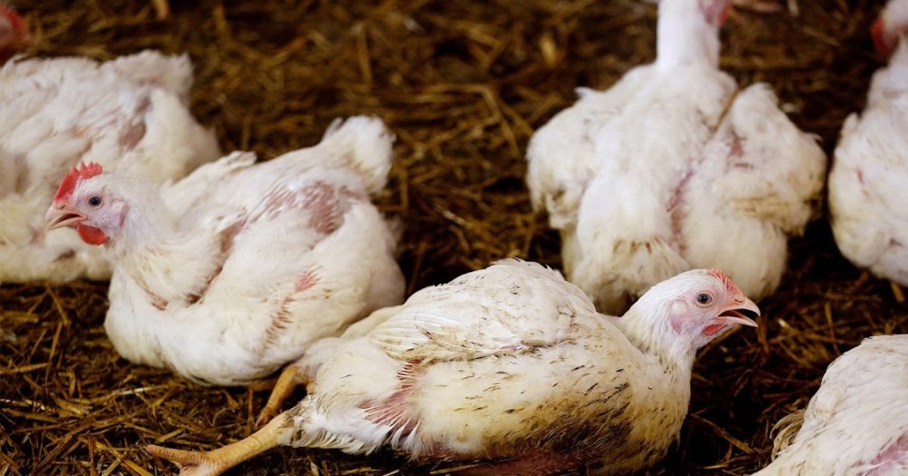 BAGAIMANA MENANGKIS SERANGAN&nbsp;KOKSIDIOSIS