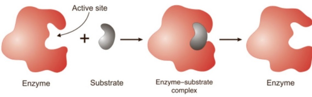 PERAN ENZIM DALAM BERBAGAI&nbsp;SITUASI
