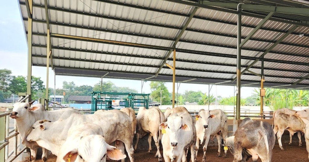 MENTAN JAMIN KETERSEDIAAN HEWAN MENJELANG KURBAN&nbsp;AMAN