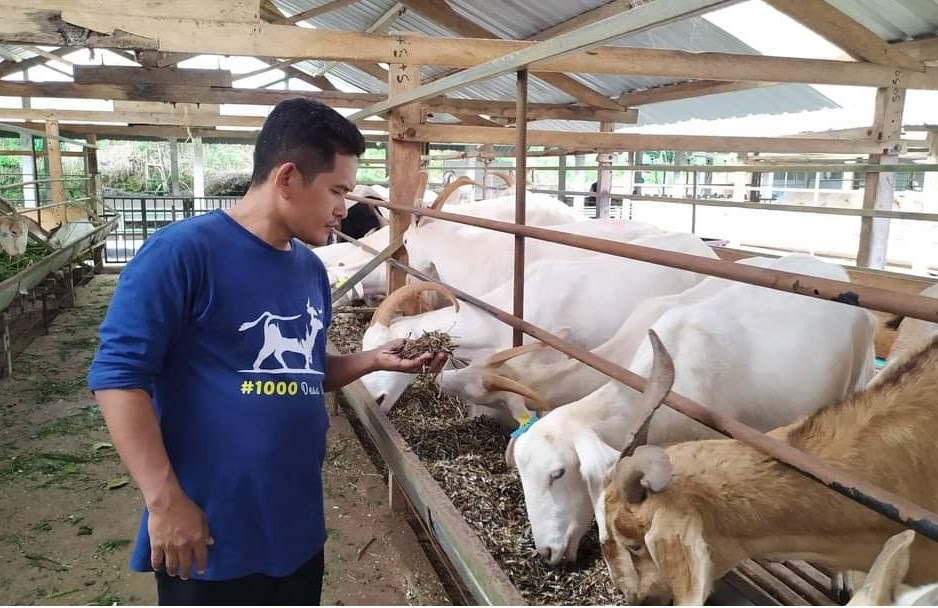 MENGENAL DAMPAK PREGNANCY TOXAEMIA PADA DOMBA DAN&nbsp;KAMBING