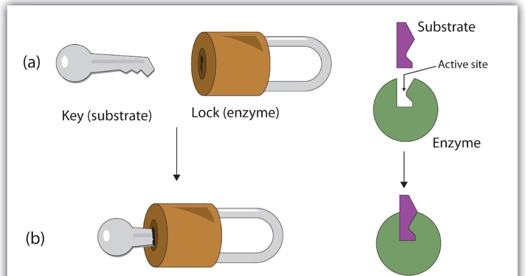BAGAIMANA MEMANFAATKAN ENZIM DALAM&nbsp;PAKAN?