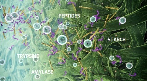 MEMAKSIMALKAN PENGGUNAAN ENZIM