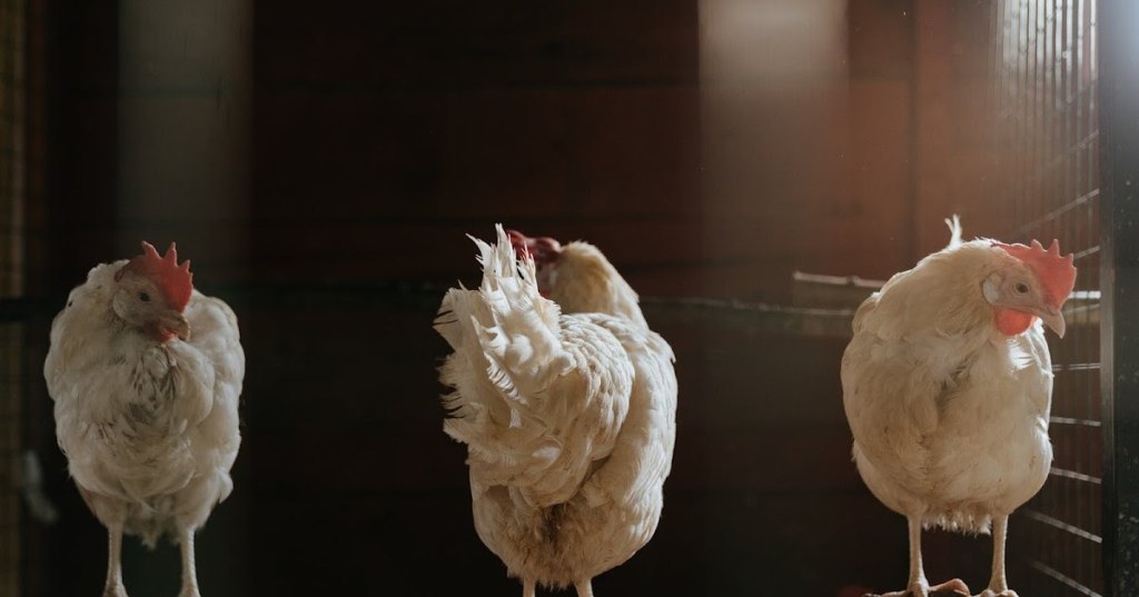 AYAM BERAK HIJAU, PENYEBAB DAN&nbsp;PENANGANANNYA