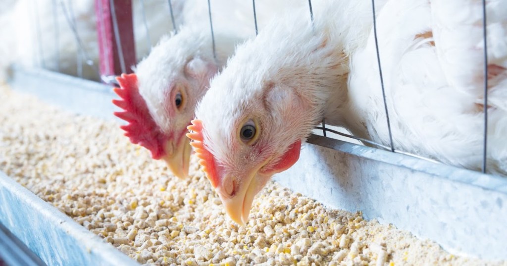 MENJAGA KEAMANAN PAKAN