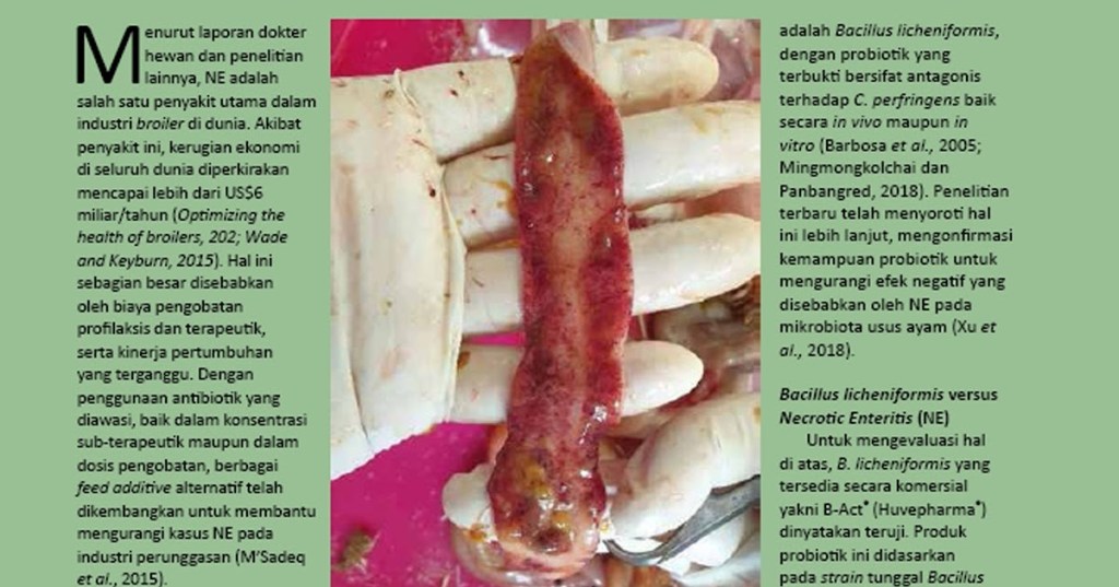 MENCEGAH LEBIH BAIK DARIPADA MENGOBATI: PROBIOTIK BACILLUS LICHENIFORMIS UNTUK MENGURANGI NECROTIC ENTERITIS (NE) DI&nbsp;PETERNAKAN