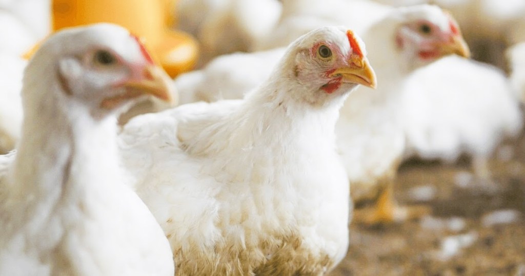 OPTIMALISASI GENETIK AYAM MODERN SEJAK&nbsp;DINI