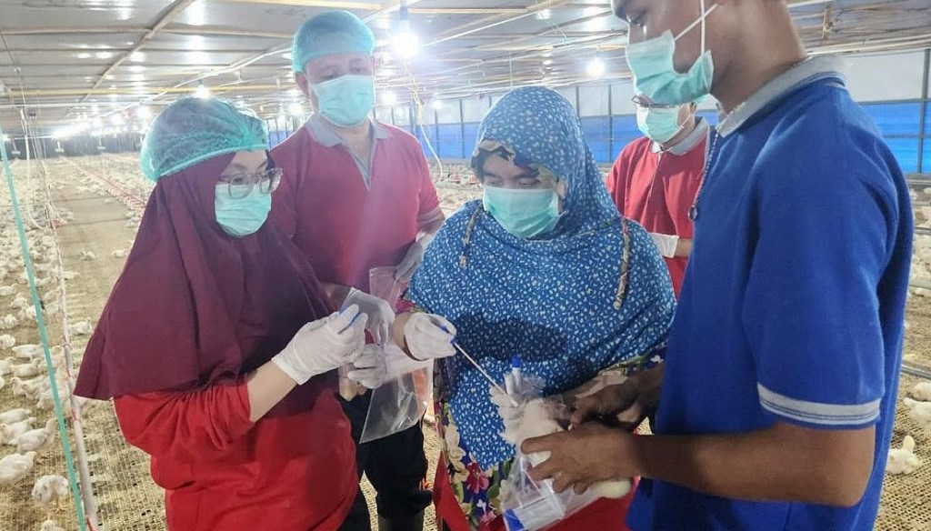 DUKUNG PETERNAKAN BROILER DI BINTAN UNTUK PENUHI PASAR EKSPOR SINGAPURA
