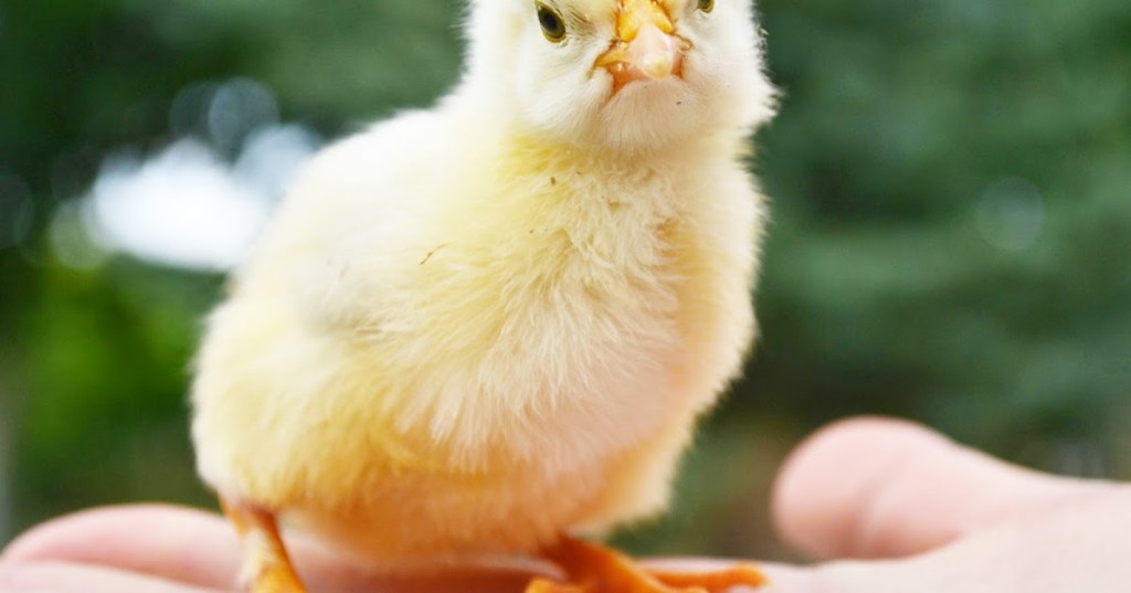 KONDISI AWAL DAN EKSPRESI&nbsp;GENETIK