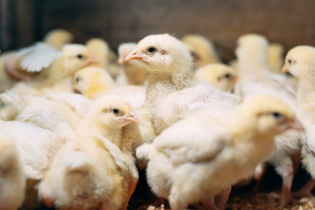 BERSUNGGUH-SUNGGULAH SAAT MASA AWAL&nbsp;PEMELIHARAAN