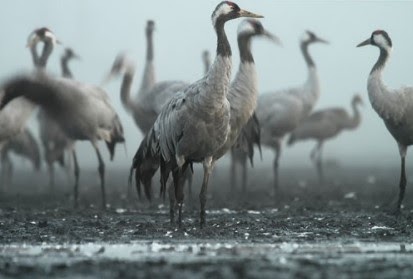 KASUS FLU BURUNG MENURUN DI&nbsp;EROPA