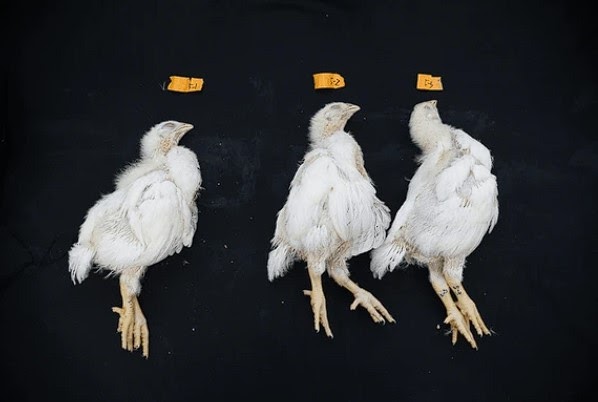 PENYEBAB AYAM MATI&nbsp;MENDADAK