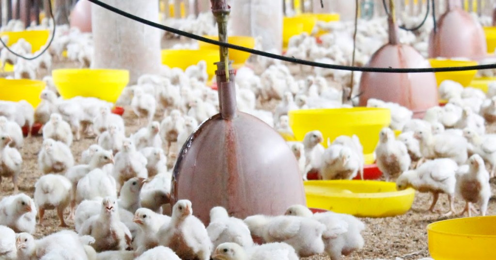 MEMAHAMI KEBUTUHAN AYAM&nbsp;MODERN