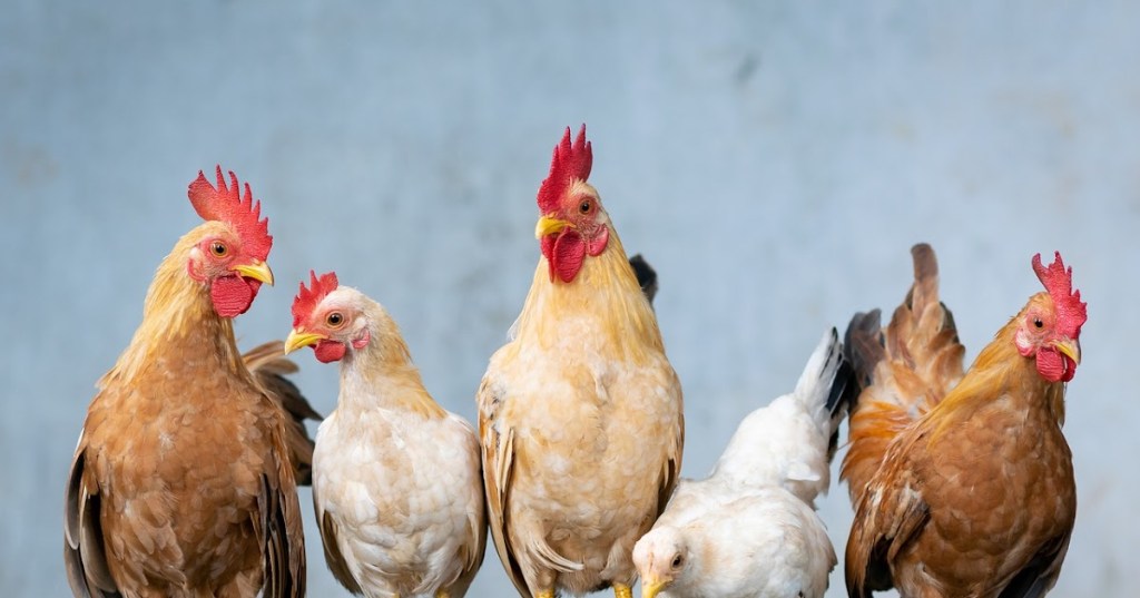 PROTEIN DARI LIMBAH UNGGAS MENINGKATKAN EKONOMI&nbsp;SIRKULAR