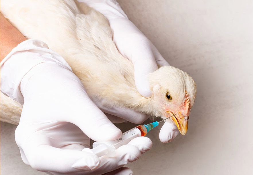 MENGENDALIKAN MYCOPLASMA SUPAYA TIDAK BERLAMA-LAMA