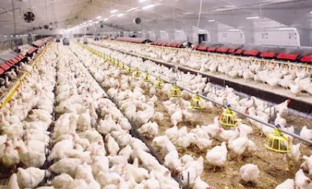 FASILITAS BARU UNTUK MEMBANTU ASIA TENGAH MENGHENTIKAN IMPOR GENETIKA UNGGAS&nbsp;EROPA