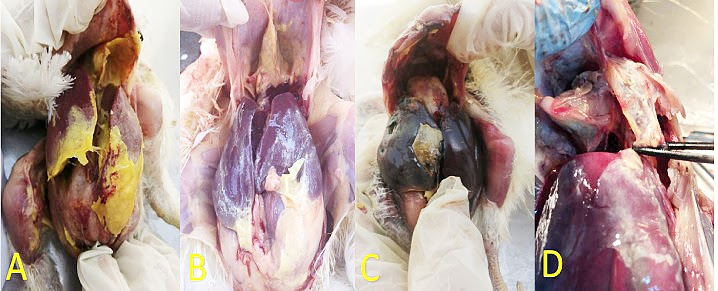MYCOPLASMA YANG MASIH BETAH LAMA